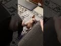 Bald Cat Won't Stop Slapping Me!