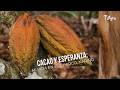 Proyecto de asociatividad del cacao en Nariño, Colombia - TvAgro por Juan Gonzalo Angel