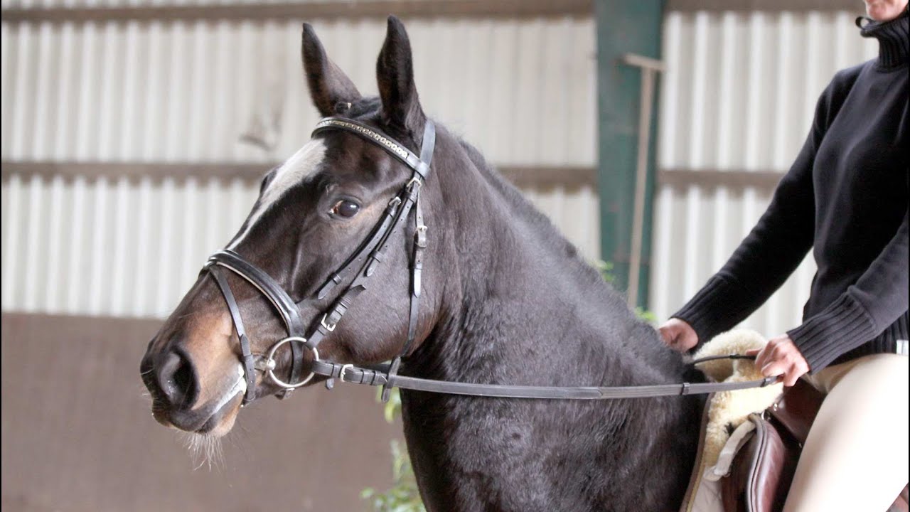 Holsteiner Stute von Connor Julio Mariner xx YouTube