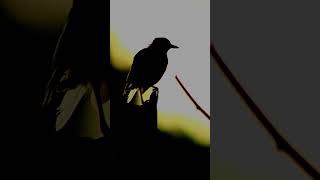 Oriental magpie-robin #nationalgeographic #bbcearth #wildlife #animalplanet #discovery #nature