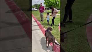 Dog reunites with family 301 days later in Austin Update
