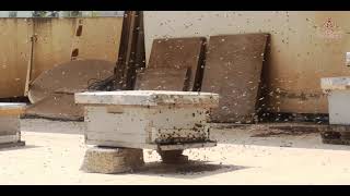 capture d'un essaim d'abeille en direct (صيد خلية نحل على المباشر)
