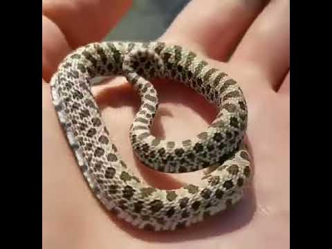 Baby snake is an expert at playing dead 🐍, This newborn hognose snake is  such a drama queen! 🐍🤣, By Furry Tails