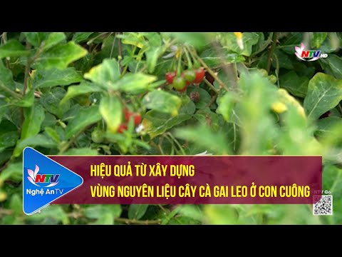 Video Hiệu quả từ xây dựng vùng nguyên liệu cây Cà gai leo ở... - youtube
