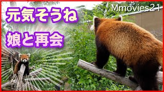離れた娘と何を交わす？枝運びは健在レッサーパンダ ギン8歳の誕生日 Red Panda Gin