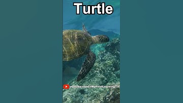 Turtle | What is a reptile? | Learn about Reptiles | Wild World of Reptiles