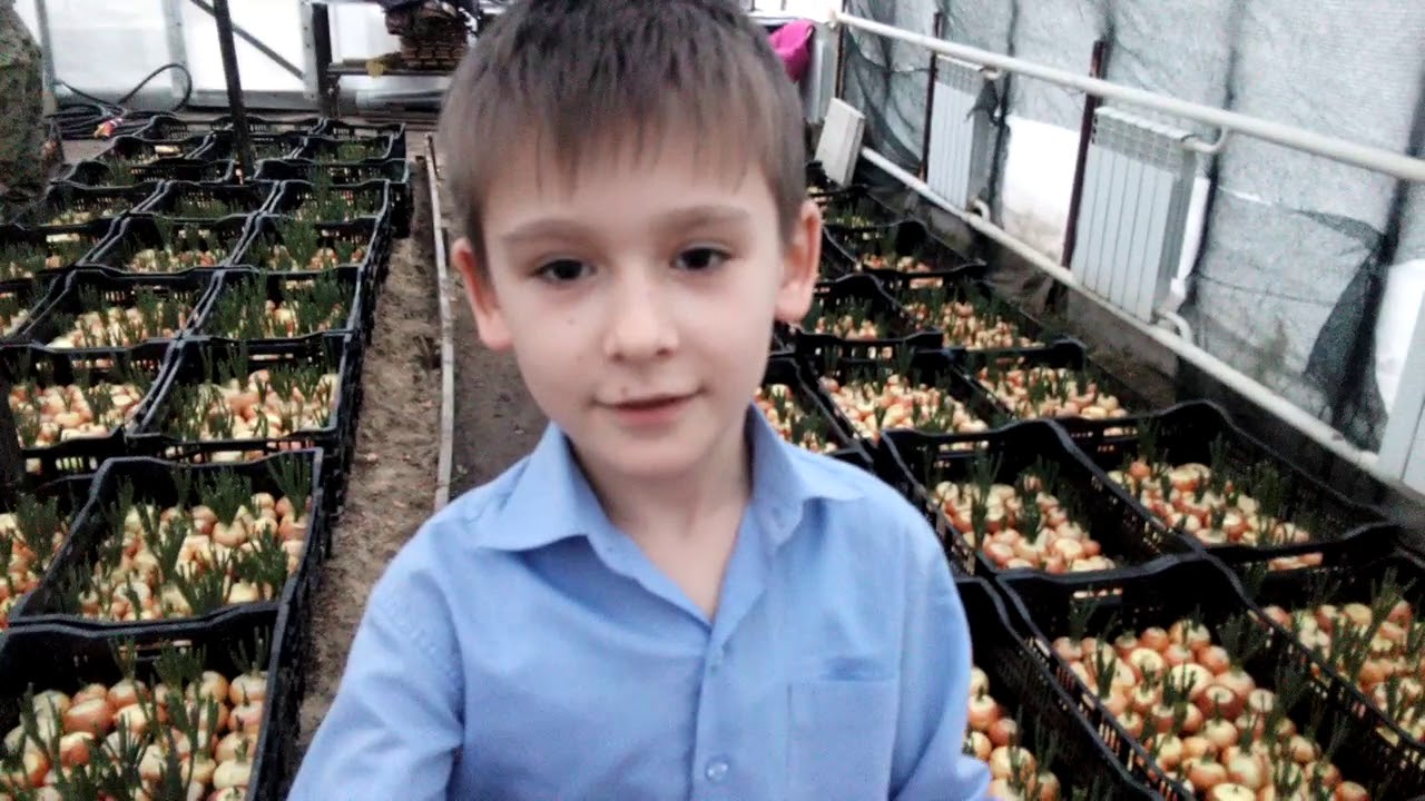 Посадка лука на зелень день 6-7-й обработка, кормление. Набираемся опыта.