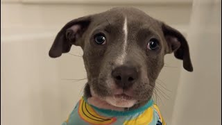 Cute Puppy Vlog 🐶