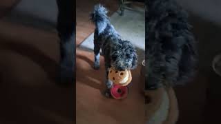 What Is She Doing Today #DogShorts #DogPlaying #DogsRule #DogFun #GoldenDoodle #Laserpets #ViralDogs