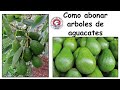 Como abonar arboles de aguacates para una buena cosecha