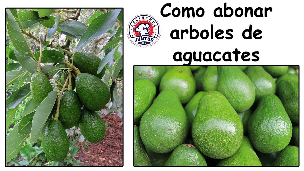 Como abonar arboles de aguacates para una buena cosecha - YouTube