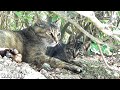 母猫が子猫を呼ぶ!子猫が返事をする鳴き声!ミーちゃん妹の子猫発見!①
