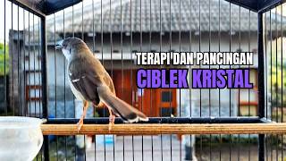 Download Lagu suara burung CIBLEK GACOR NGEBREN Pancingan Ciblek Semi bahan jadikan ciblek kristal gacor Tarung MP3