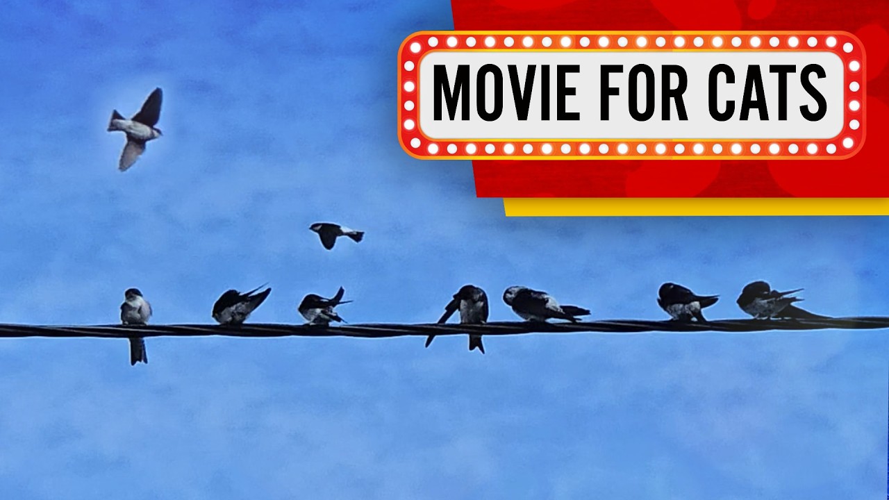 Movie for cats   Birds on the Wire Video for Cats to watch