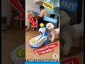 टॉमी ने पापा से बदला लिया 😄 Funny dog ball 🥎 Dog videos #dog #tommy #ball