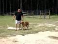 Advanced Obedience Dog Training Advanced Obedience Dog Training