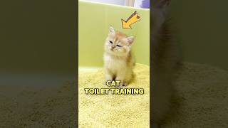This Adorable Cat Toilet Training End Up Wrong