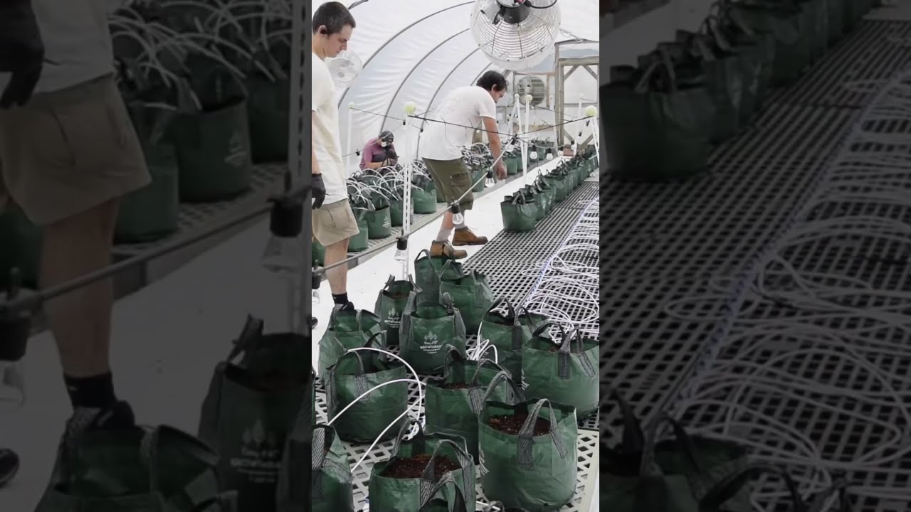 Hemp Generation Journey to Growing Indoor CBD Flower