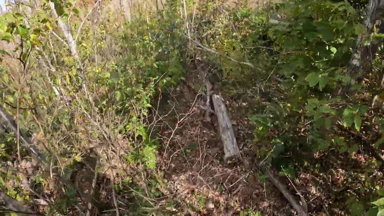 Woodcock next to the truck