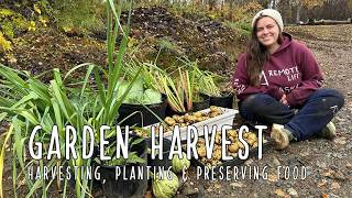 Harvesting Our Neglected Garden - Prepping for Alaska's Winter