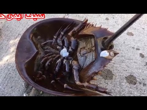 فيديو: حدوة الحصان في البحر