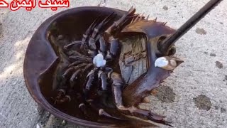 سعر دمها ١٥ الف دولار للتر/ وصفة وطريقة طبخ كابوريا حدوة الحصان/ horseshoe crab.