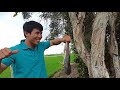 Câu Cá Tra Hầm Công Trình Cá Ăn Liên Tục || Vàm Cỏ Tây