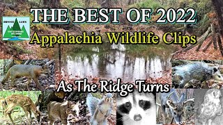 Best of 2022 Appalachia Wildlife Video Clips in the Foothills of The Great Smoky Mountains