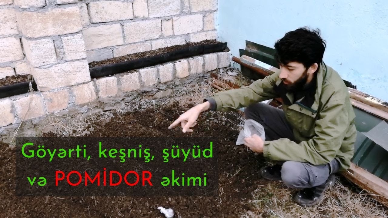 Göyərti, Keşniş, Şüyüd, Reyhan, Turp və Pomidor şitilləri əkmək. Göyərti toxumlarının əkilməsi. GKİ4