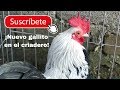 Subir el nivel del criadero de gallos miniatura o kikirikis