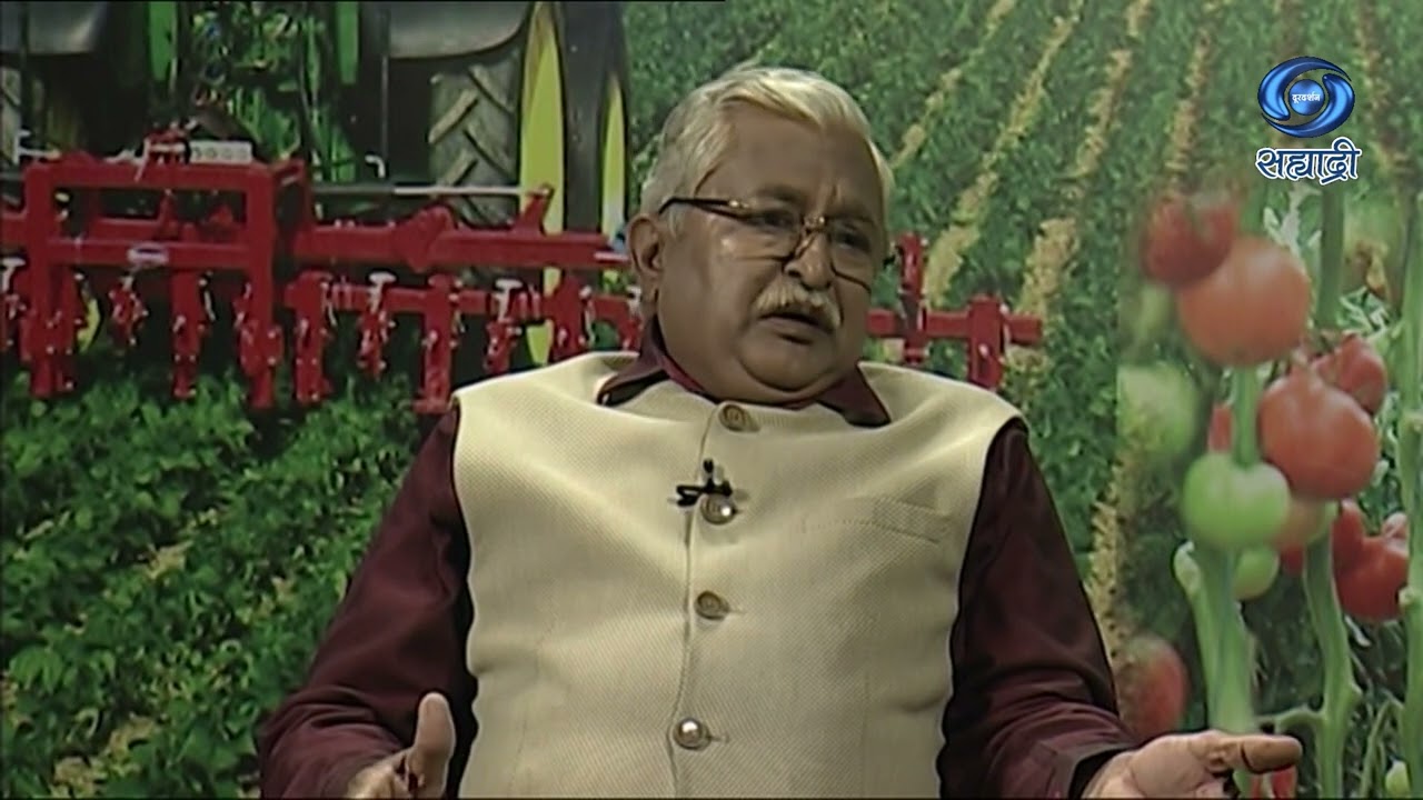 लसूण लागवड व्यवस्थापन | HD | Pune | Krushidarshan | डॉ. विजय महाजन | कृषीदर्शन | 13.01.2023