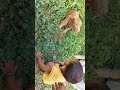 Apbt dog playing on children #apbt lover&#39;s