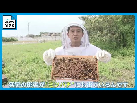 気候変動でミツバチやチョウが減少中?今すぐできる3つの対策