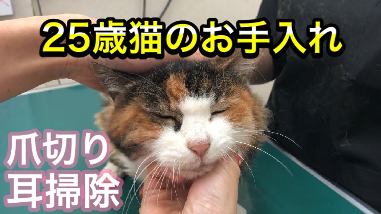 【25歳猫の耳掃除と爪切り】相変わらず爪だけは大嫌いなナナさんが可愛すぎました。