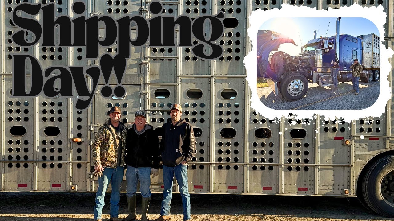 Shipping Day For Our Calves Is Here! It did NOT go as planned! You Must See To Believe!!
