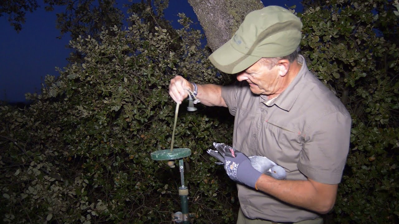 Más allá del cimbel