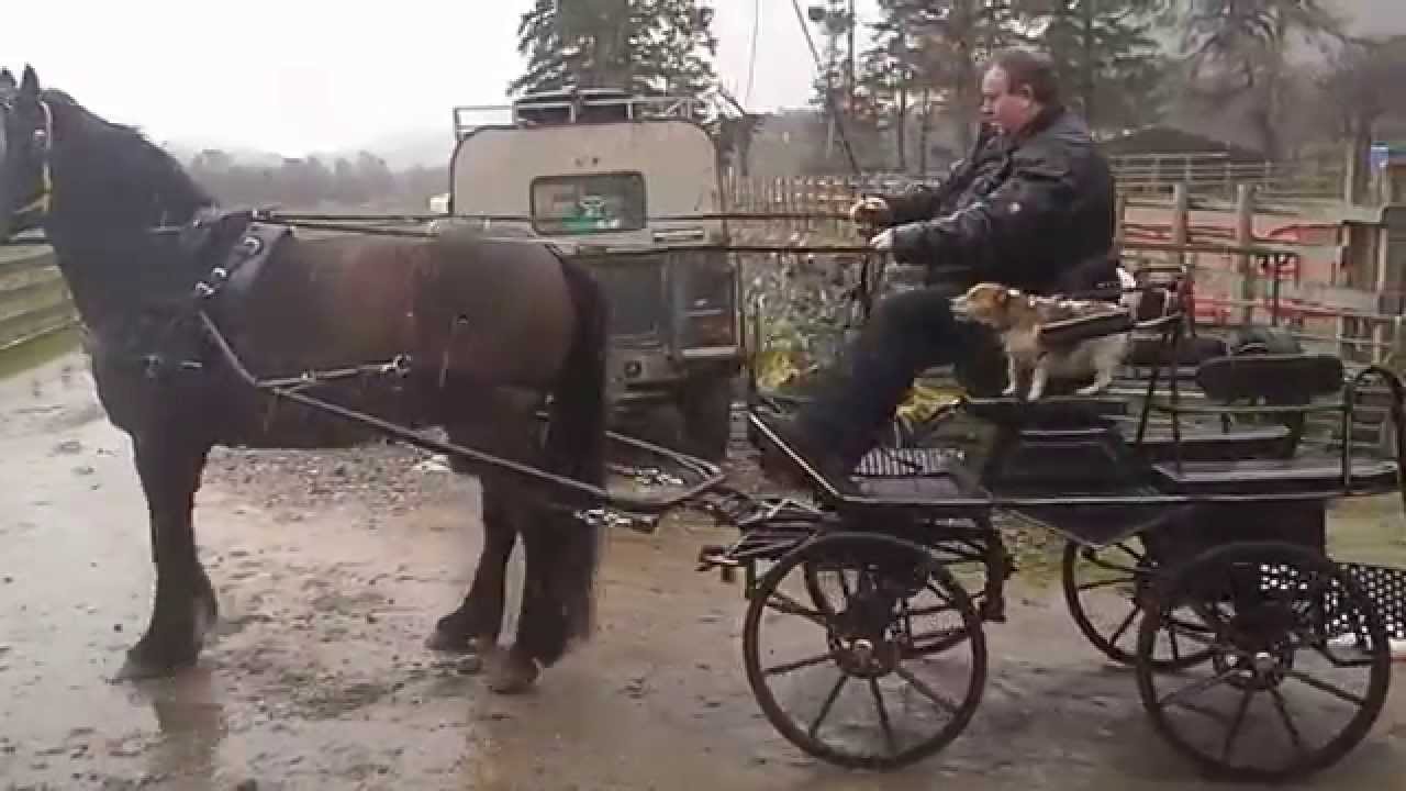 Horse & Cart Reversing New International Sport !! YouTube
