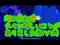 海水魚水槽