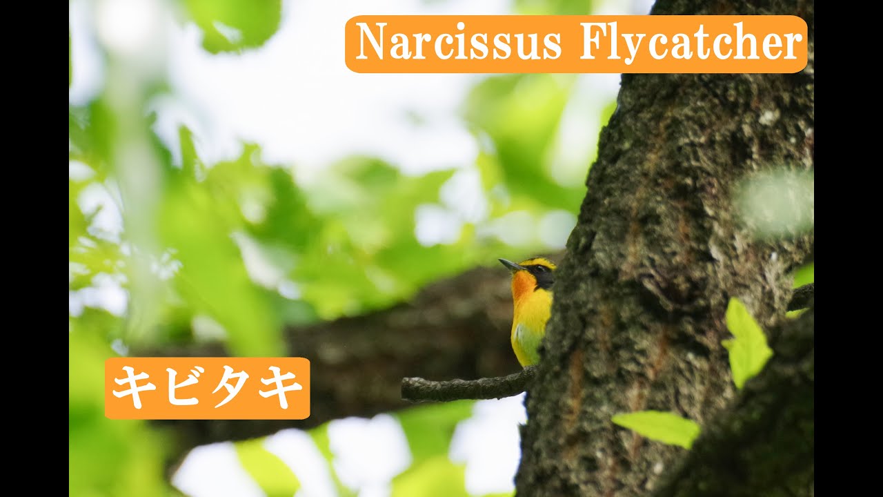 キビタキ さえずり Singing Narcissus Flycatcher Japanese wild birds 野鳥 