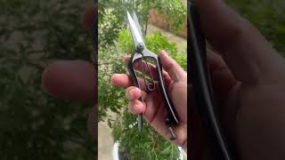 #bonsai #xuhuongyoutube Azumagawa size 20cm mới full box