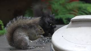 two black squirrels and three grey squirrels have a convention at 2:30