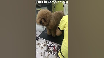 Cắt tỉa lông chó nghệ thuật tại Kimi Pet