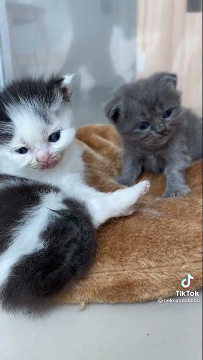 kucing PKP tambah labu labi