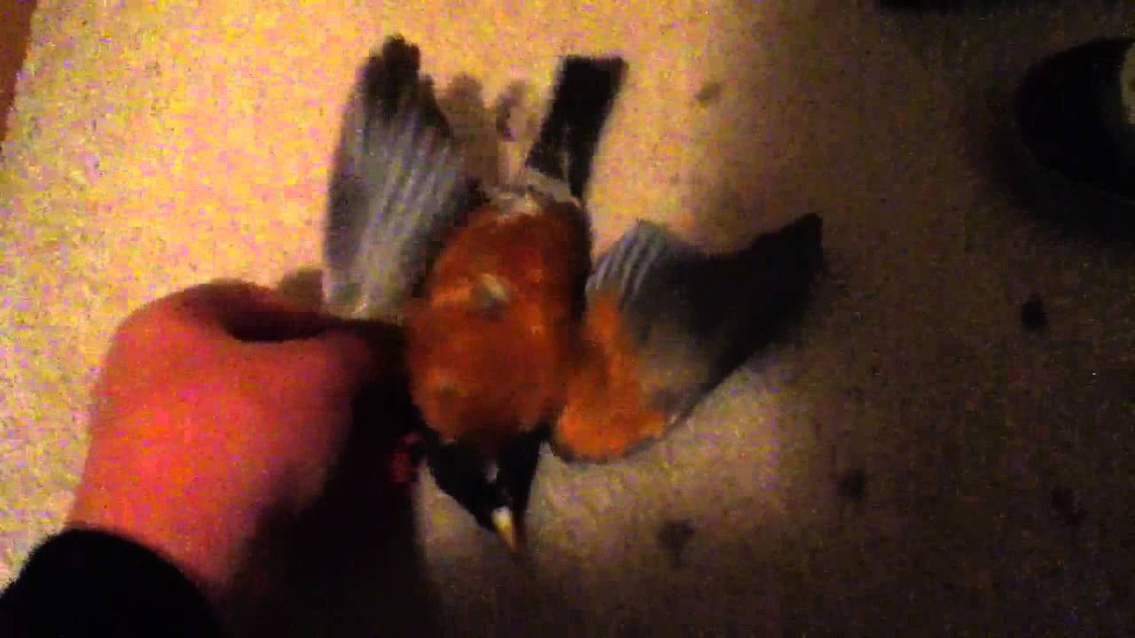 Pellet gun hunting Robin YouTube