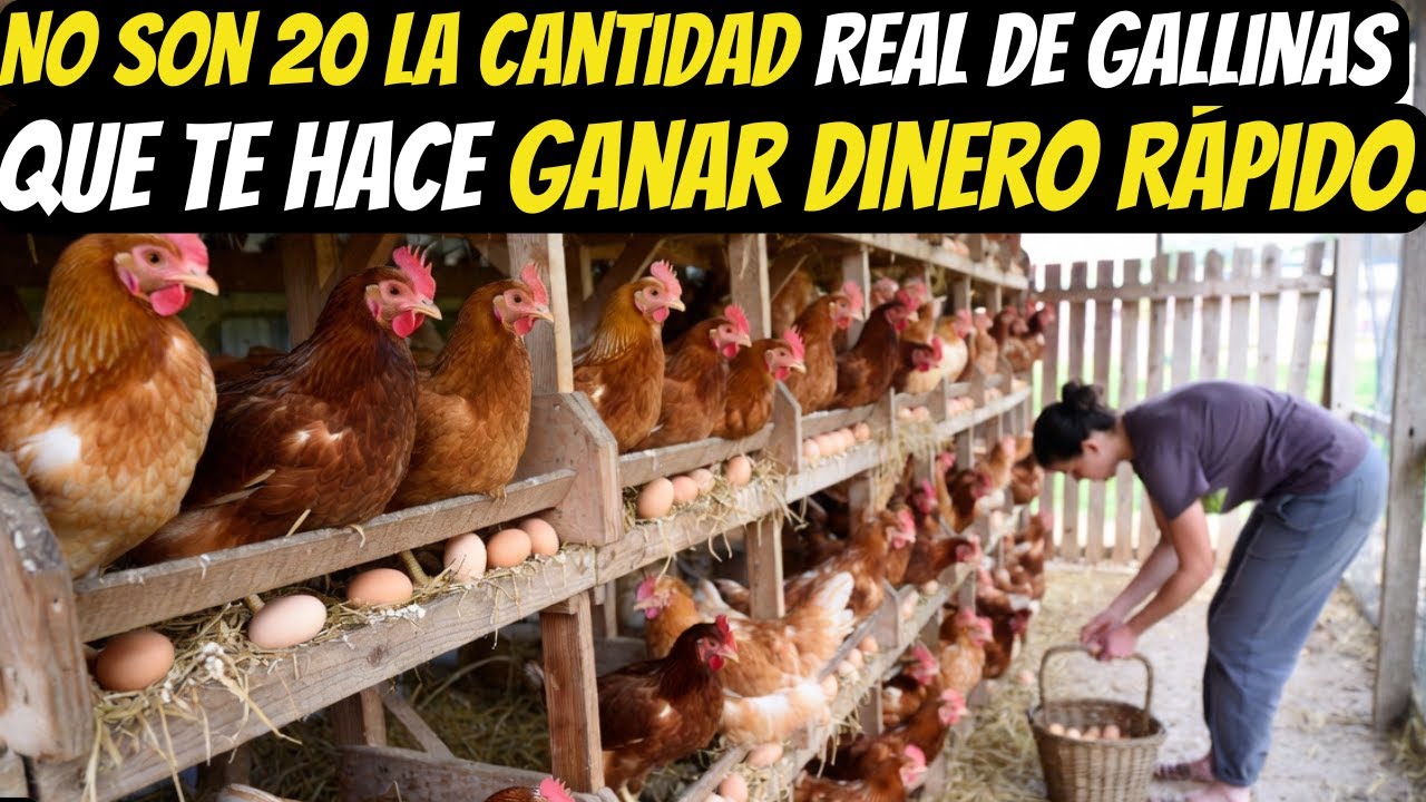No Son 20 La Cantidad REAL de Gallinas ponedoras Que Te Hace Ganar Dinero Rápido.