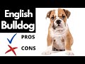 English Bulldog Pros And Cons | The Good AND The Bad!!