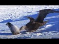 Baby penguin dodges predators  snow chick a penguins tale  bbc earth