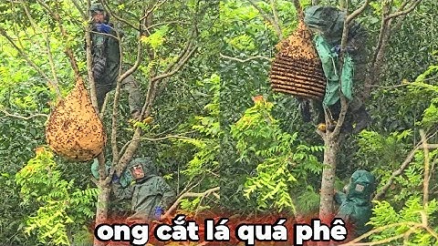 Khai thác ong cắt lá nuôi khổng lồ.tổ ong quá hung dữ