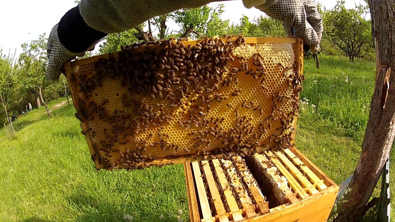 My First Beehive 2 Honey Bee Box And Frame Inspection 11 May 2016 Youtube