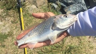 Fishing the Indian River Inlet - I Caught A Fish With NO TAIL!